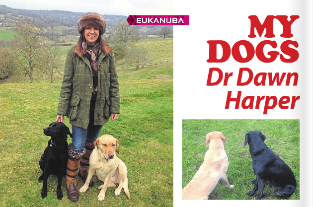 Dr Dawn with her Labradors